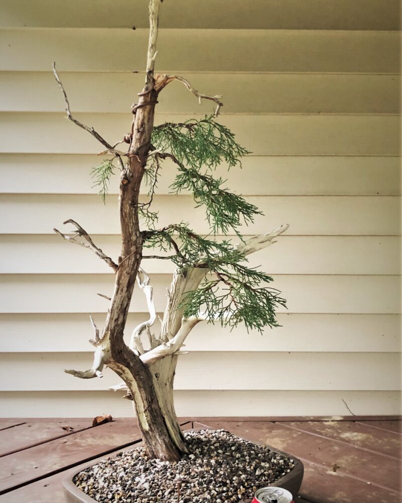 Rocky Mountain Juniper #153