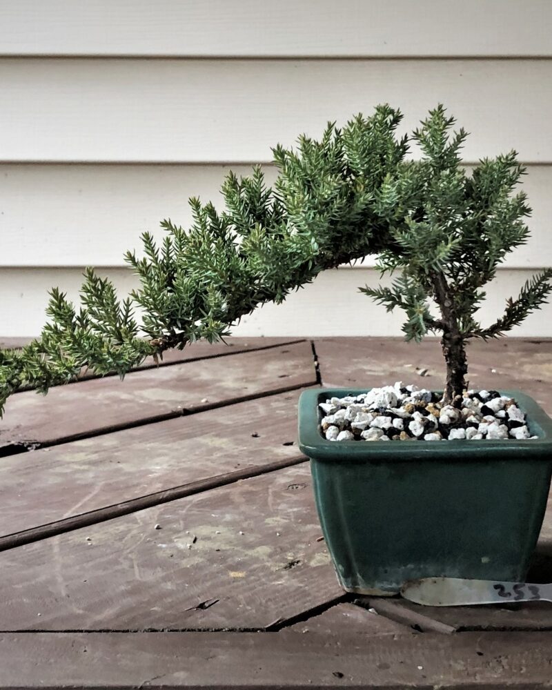 Juniper #253