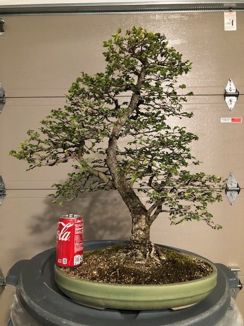 Chinese Elm