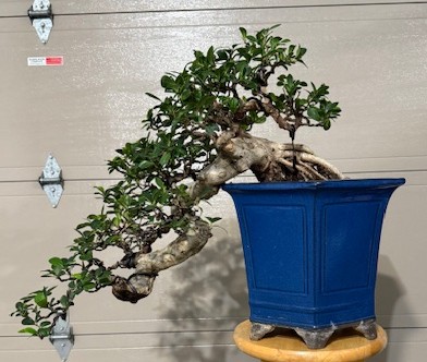 Green Island Ficus