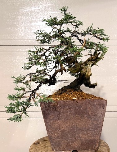 Rocky Mountain Juniper