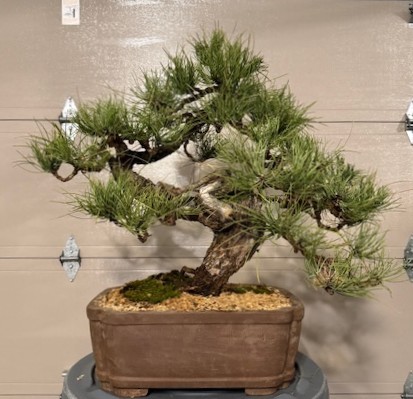 Ponderosa Pine