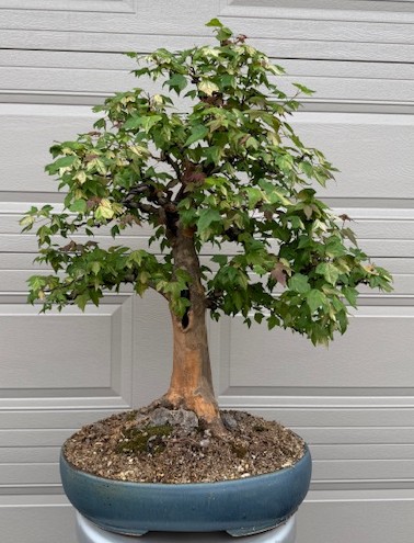 Trident Maple