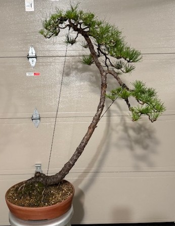 White pine