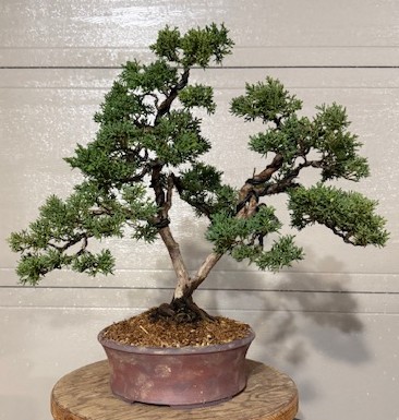 Shimpaku Juniper