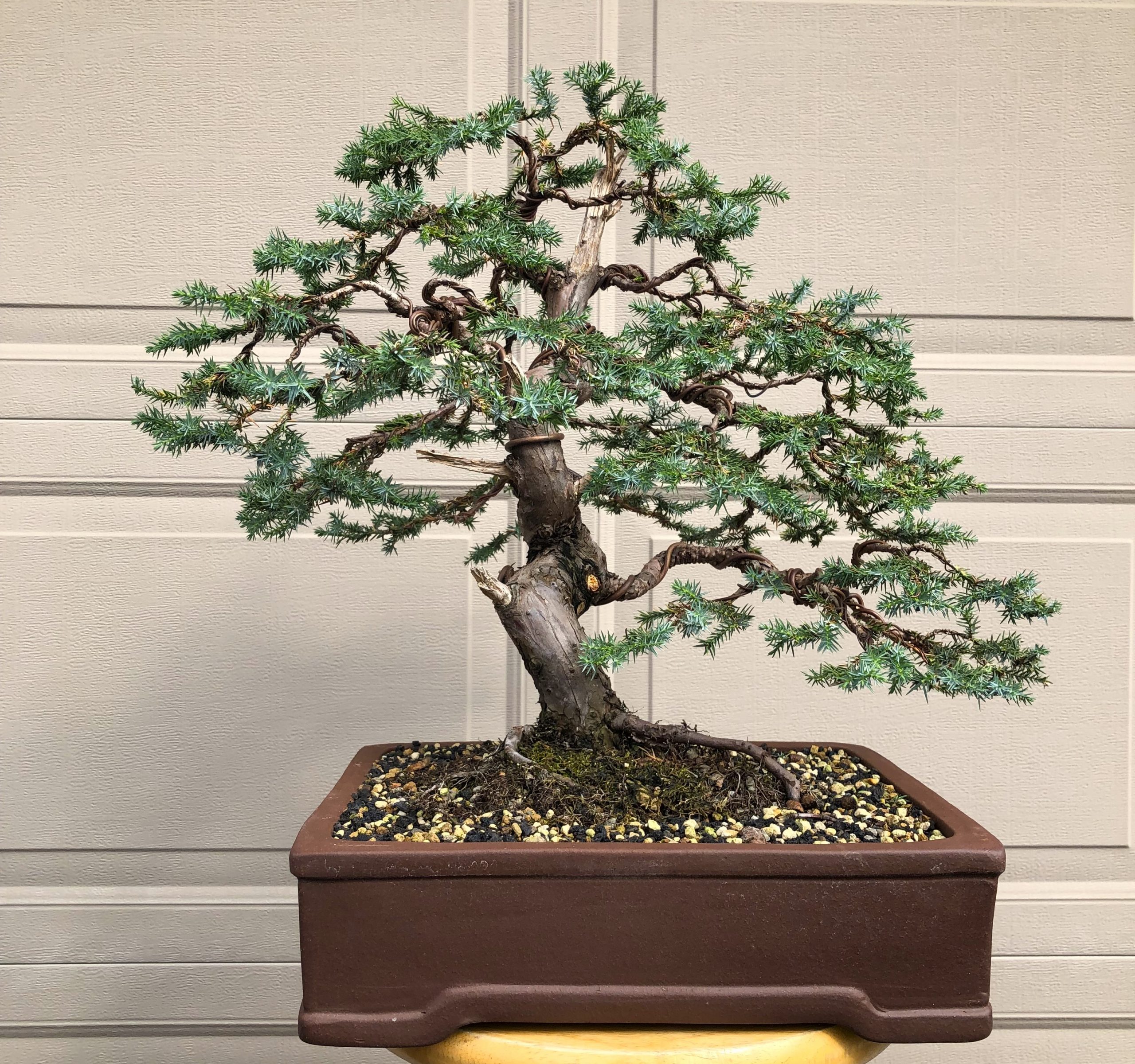 Juniper