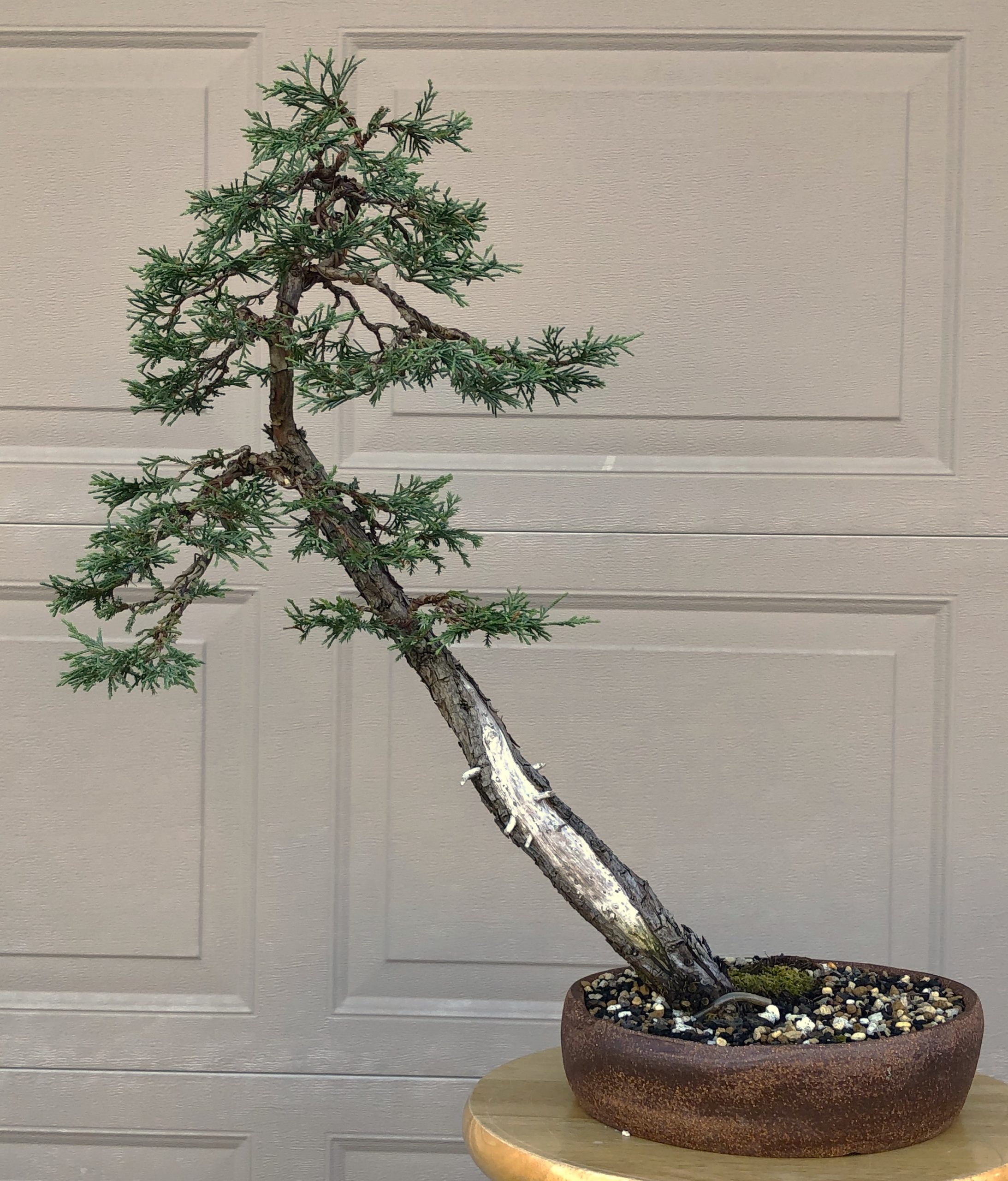 Rocky Mountain Juniper