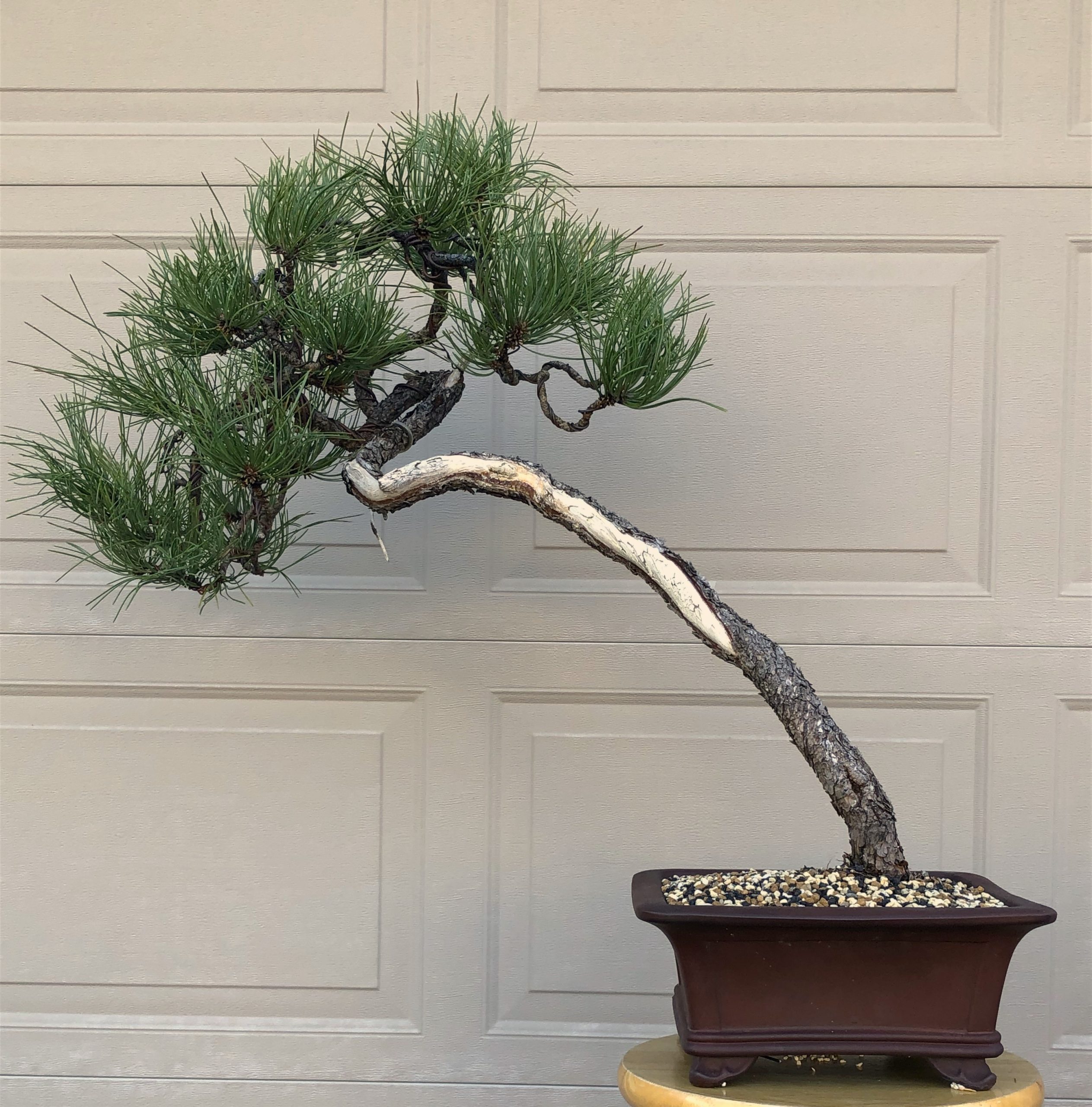 Ponderosa Pine #194